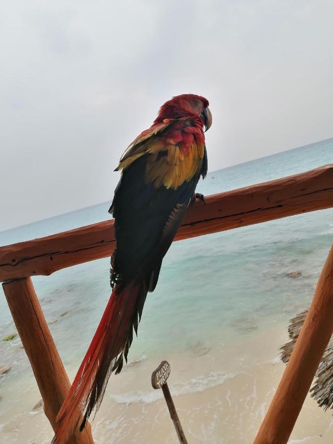 Playa Tortuga Gasthof